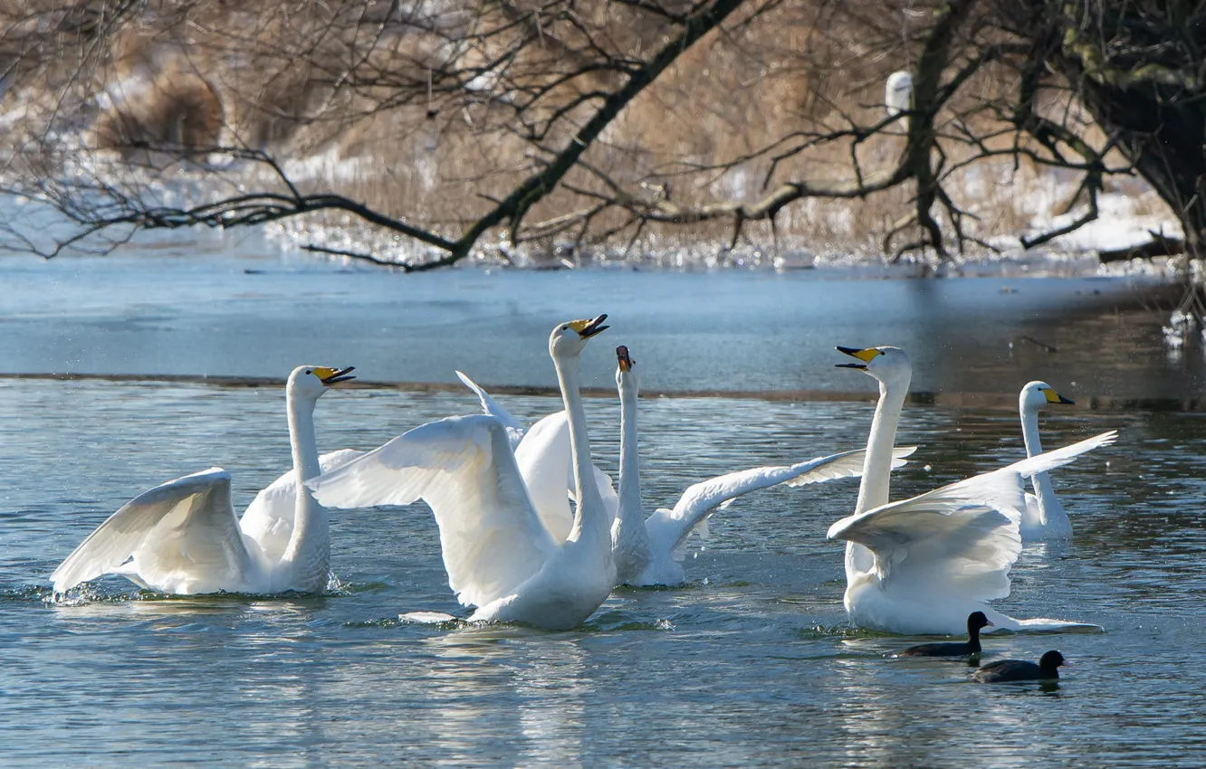 Photo wallpaper autumn, trees, branches, lake, bird, pack, white, swans