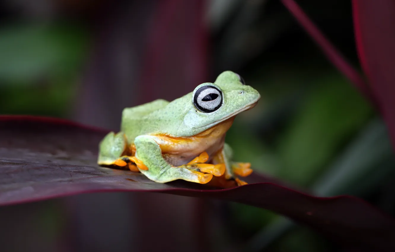Photo wallpaper look, leaves, green, frog