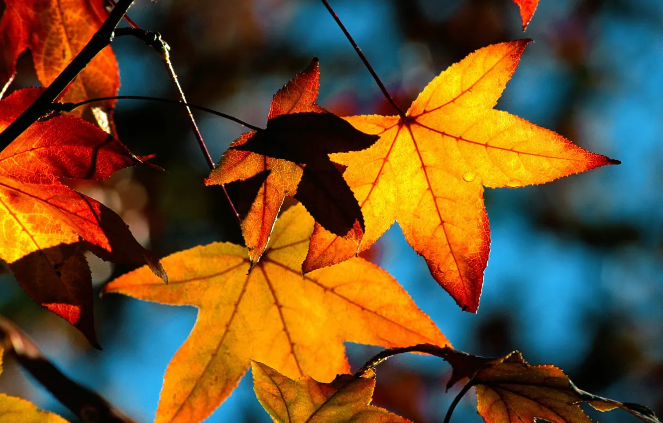 Photo wallpaper autumn, leaves, yellow, maple