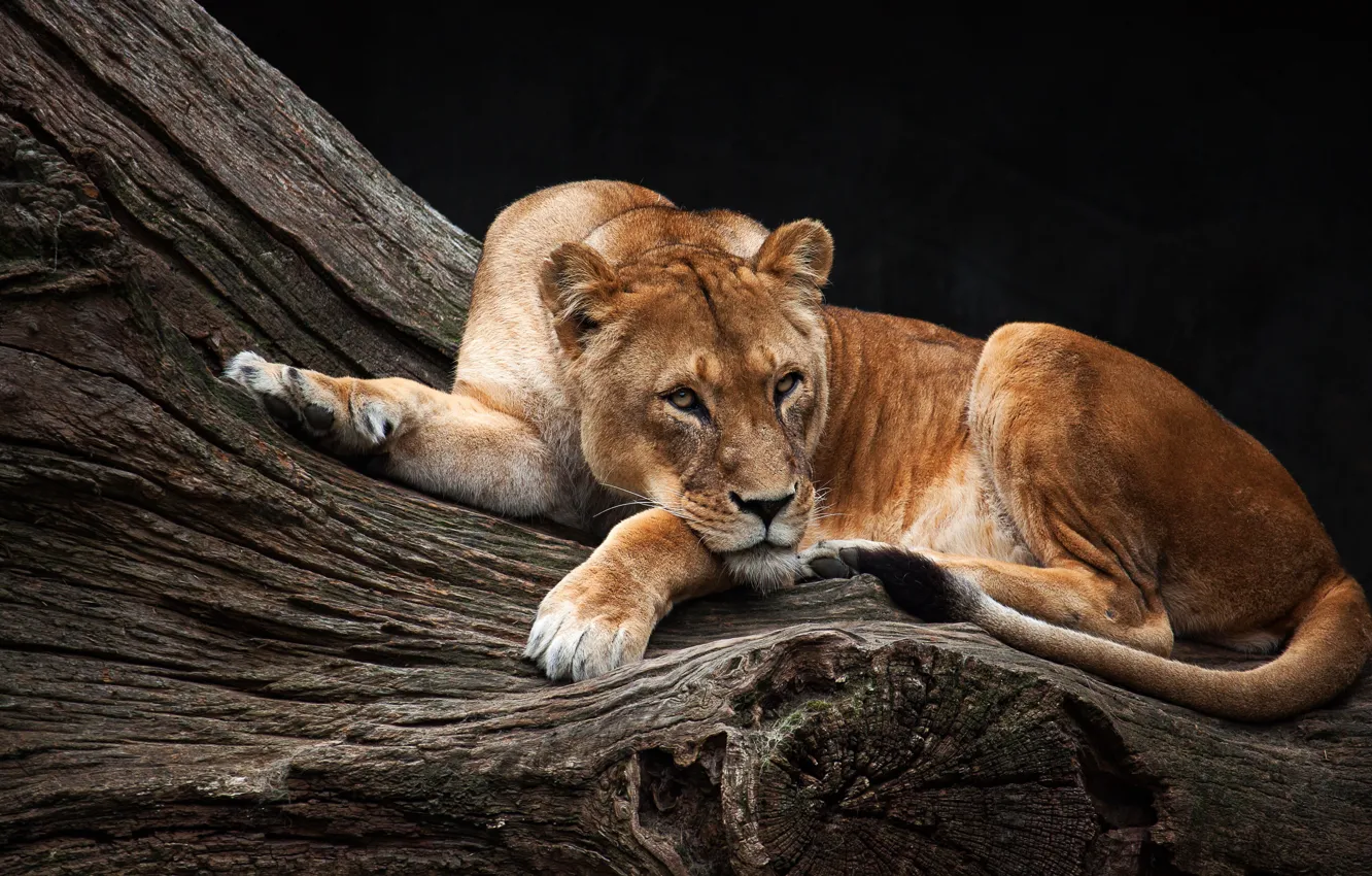 Photo wallpaper look, trees, pose, background, stay, dark, beauty, lies