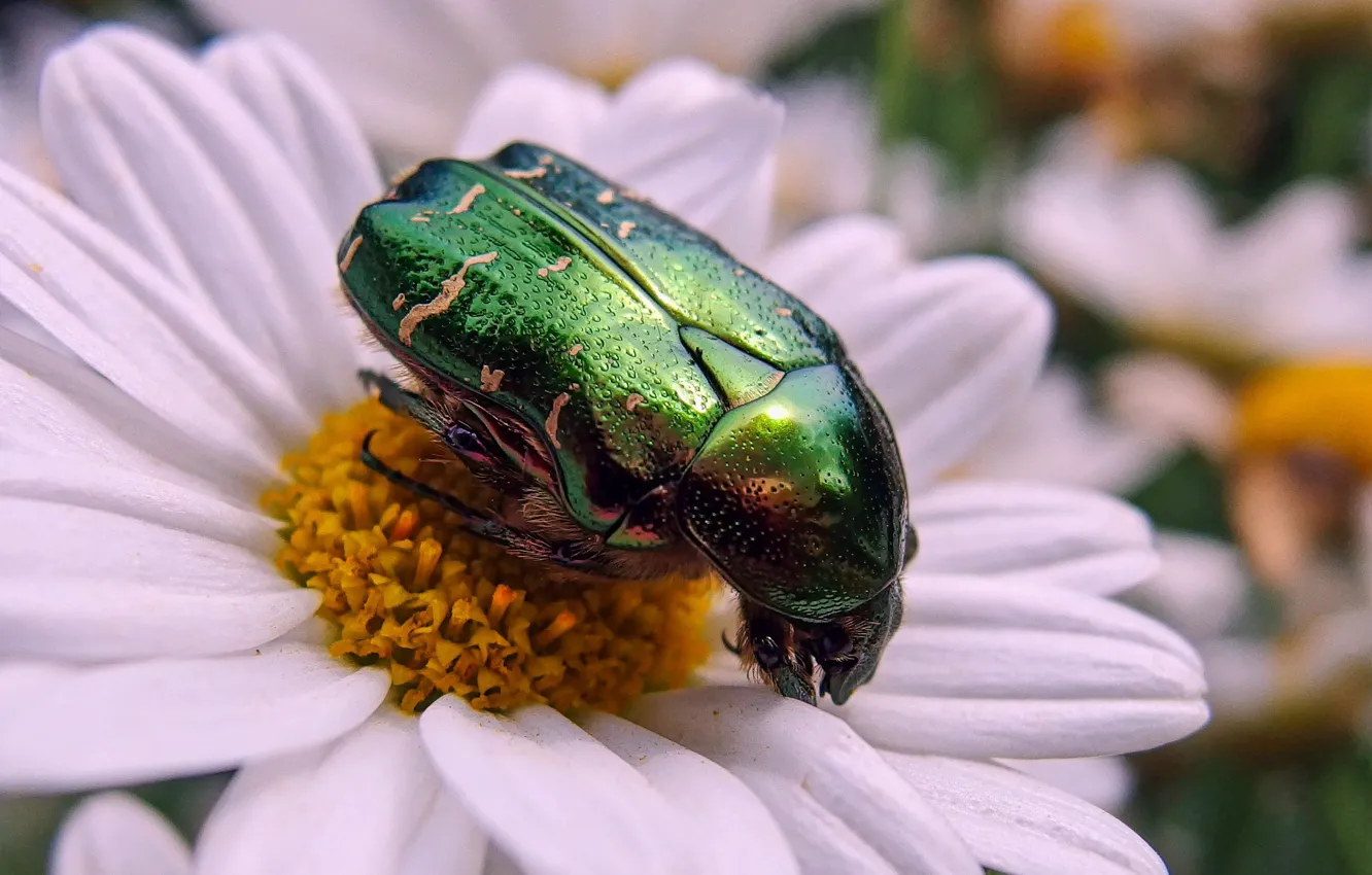 Photo wallpaper macro, flowers, green, beetle, shiny, brantovka, brantovka Golden