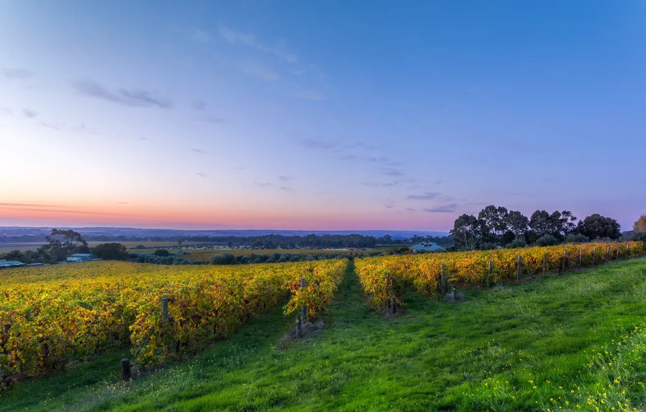 Photo wallpaper field, the sky, grass, the sun, trees, dawn, morning, house