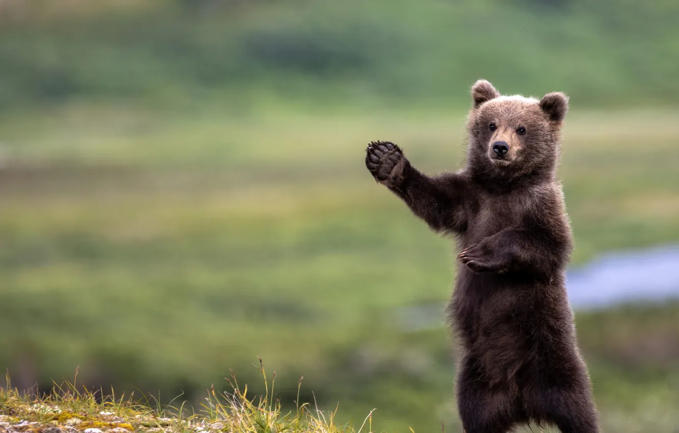 Photo wallpaper nature, legs, bear, bear, gesture, stand