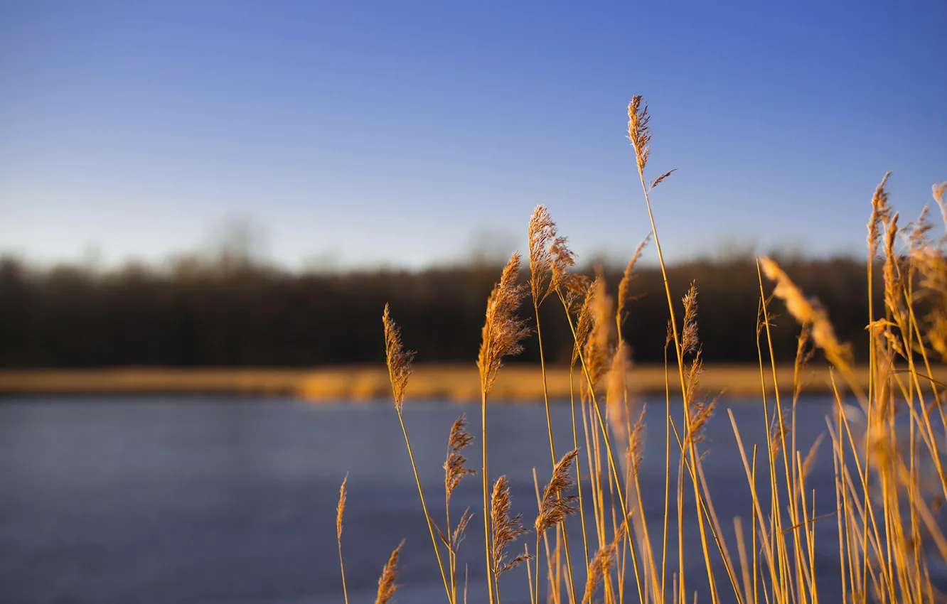 Photo wallpaper autumn, the sky, macro, lake, plant