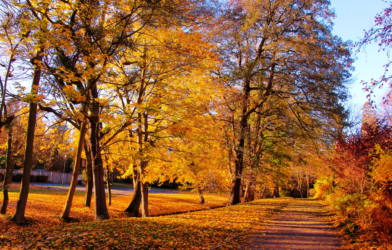 Wallpaper yellow, park, autumn, tree, sun for mobile and desktop ...