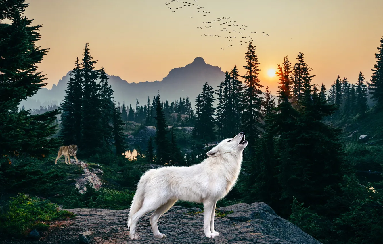Photo wallpaper forest, white, rendering, wolf, howl, howling, polar