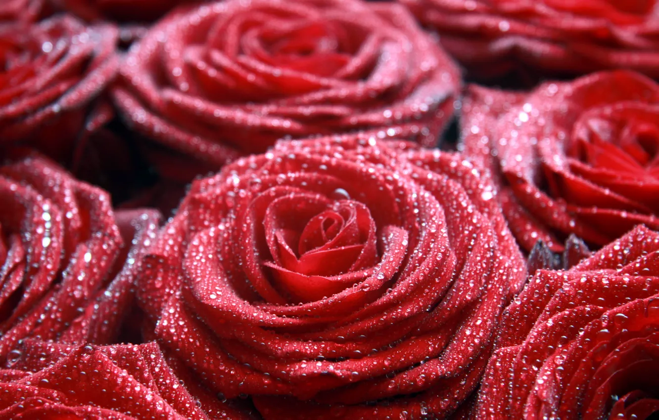 Photo wallpaper macro, flowers, Rosa, red, drop, roses