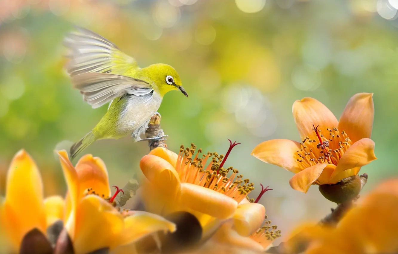 Photo wallpaper flowers, tropics, bird, bokeh, white-eyed, white eye, white-eye, cotton tree