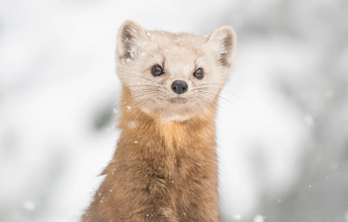 Photo wallpaper winter, snow, muzzle, snowfall, marten