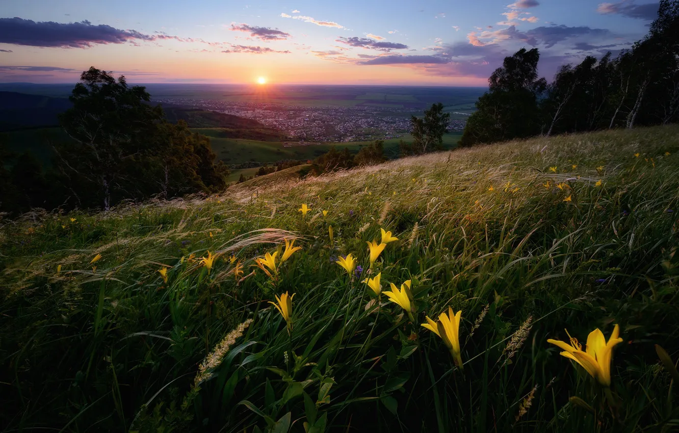 Photo wallpaper the sun, flowers, hills, Altay