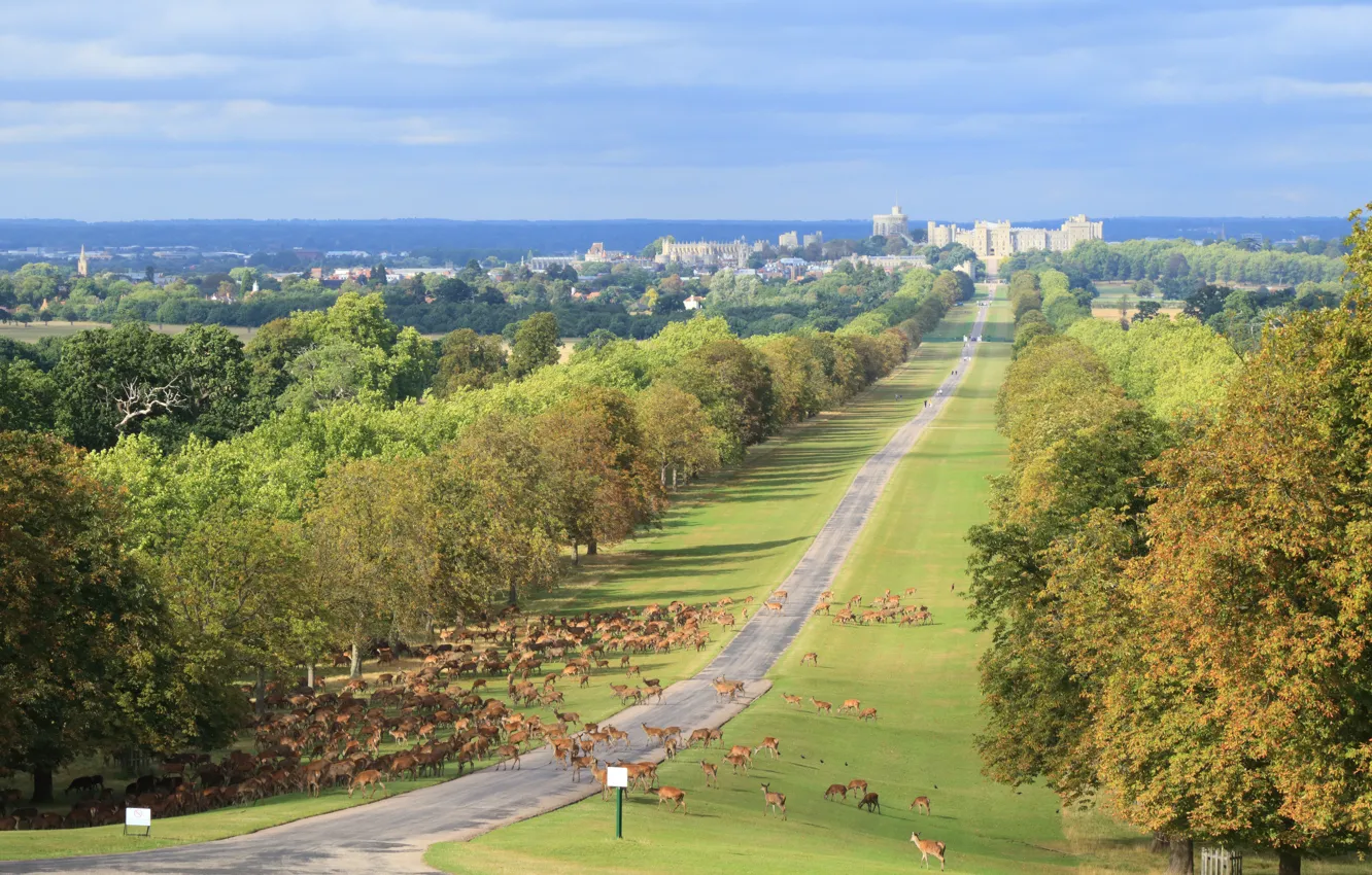 Photo wallpaper England, Road, Landscape, Deer, Windsor castle