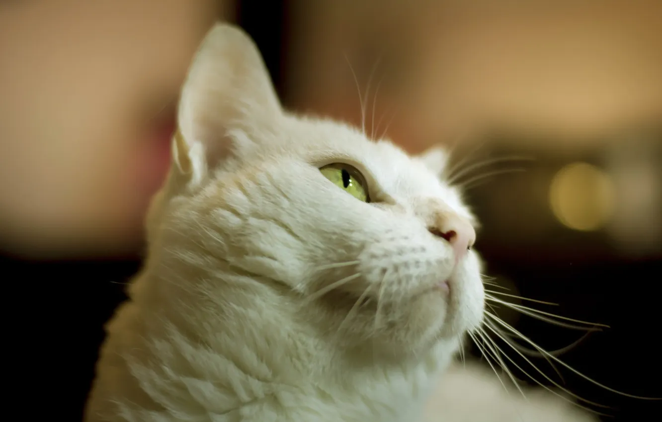 Photo wallpaper cat, look, background