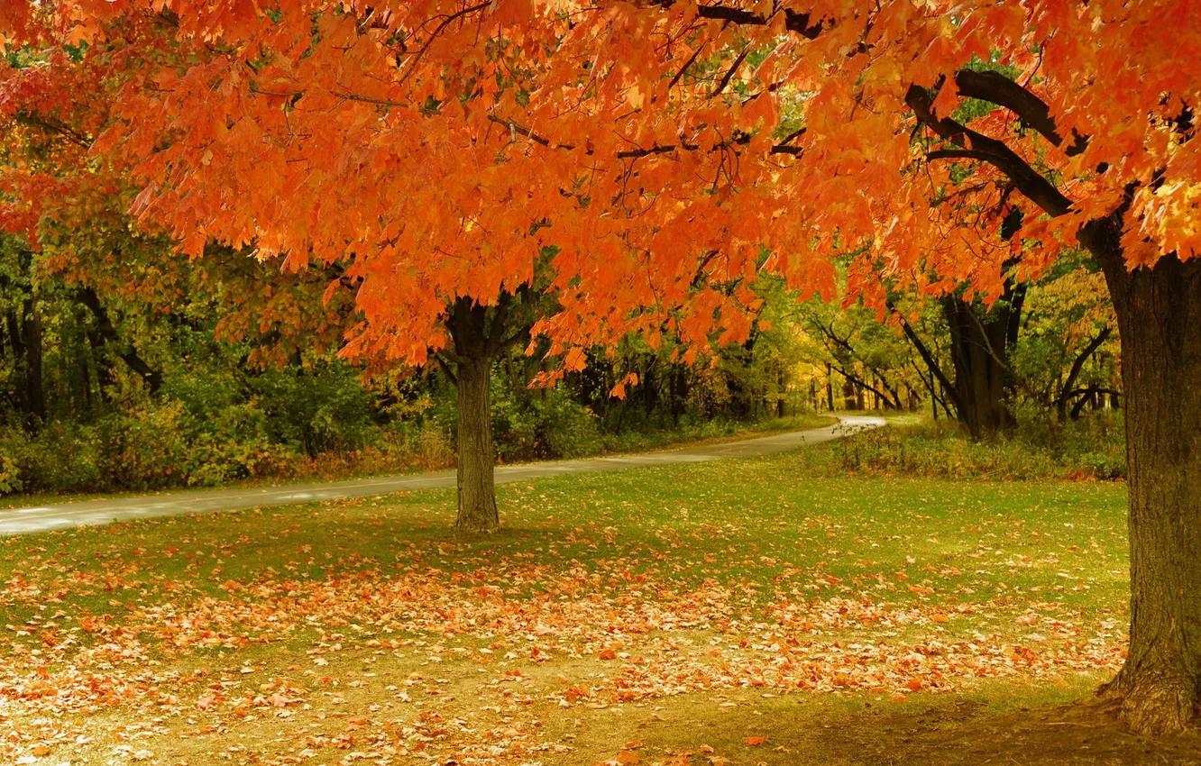 Photo wallpaper autumn, trees, Park