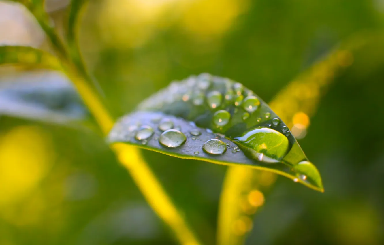 Photo wallpaper macro, nature, droplets, Rosa, leaf, nature, macro, a leaf