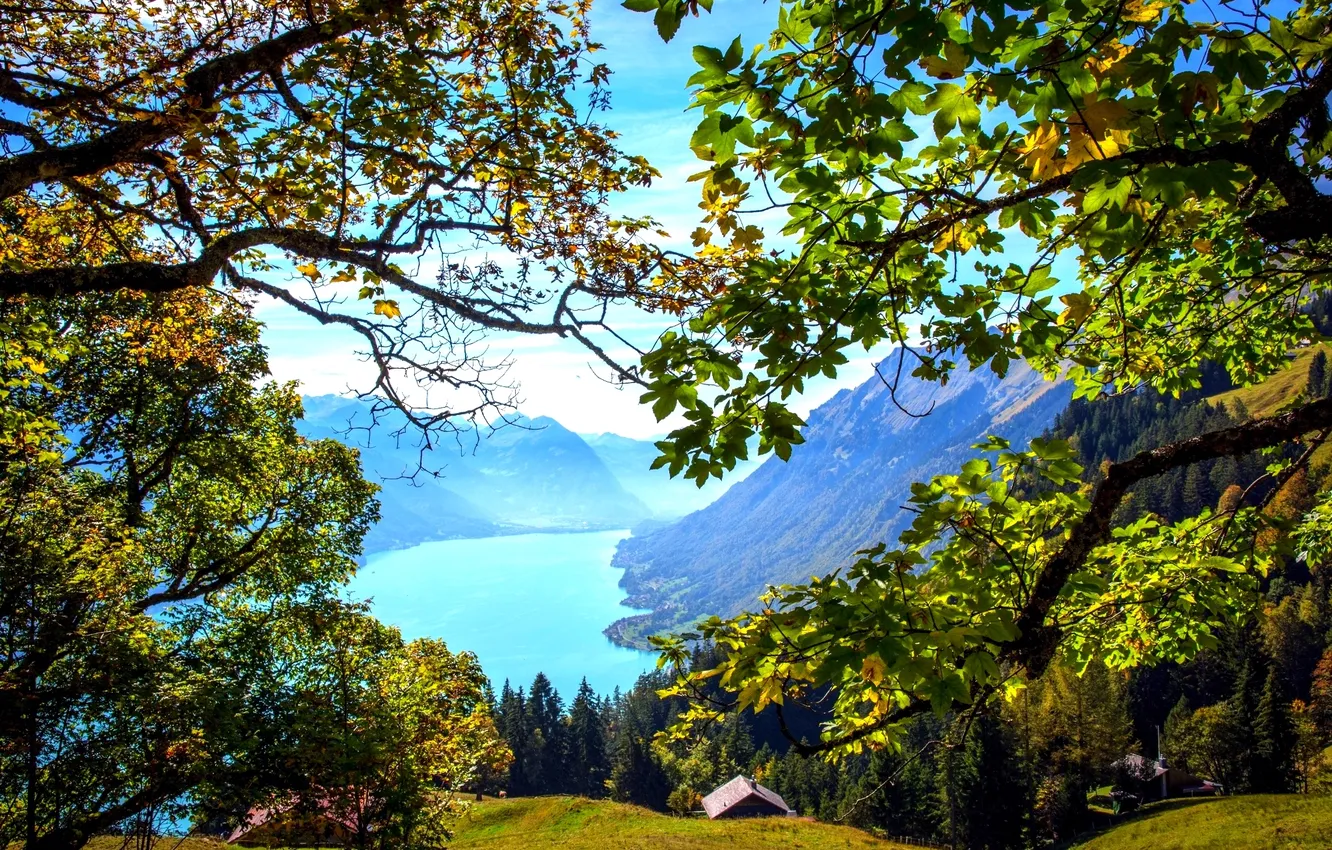 Photo wallpaper forest, leaves, mountains, branches, lake, Switzerland, house, Brienz