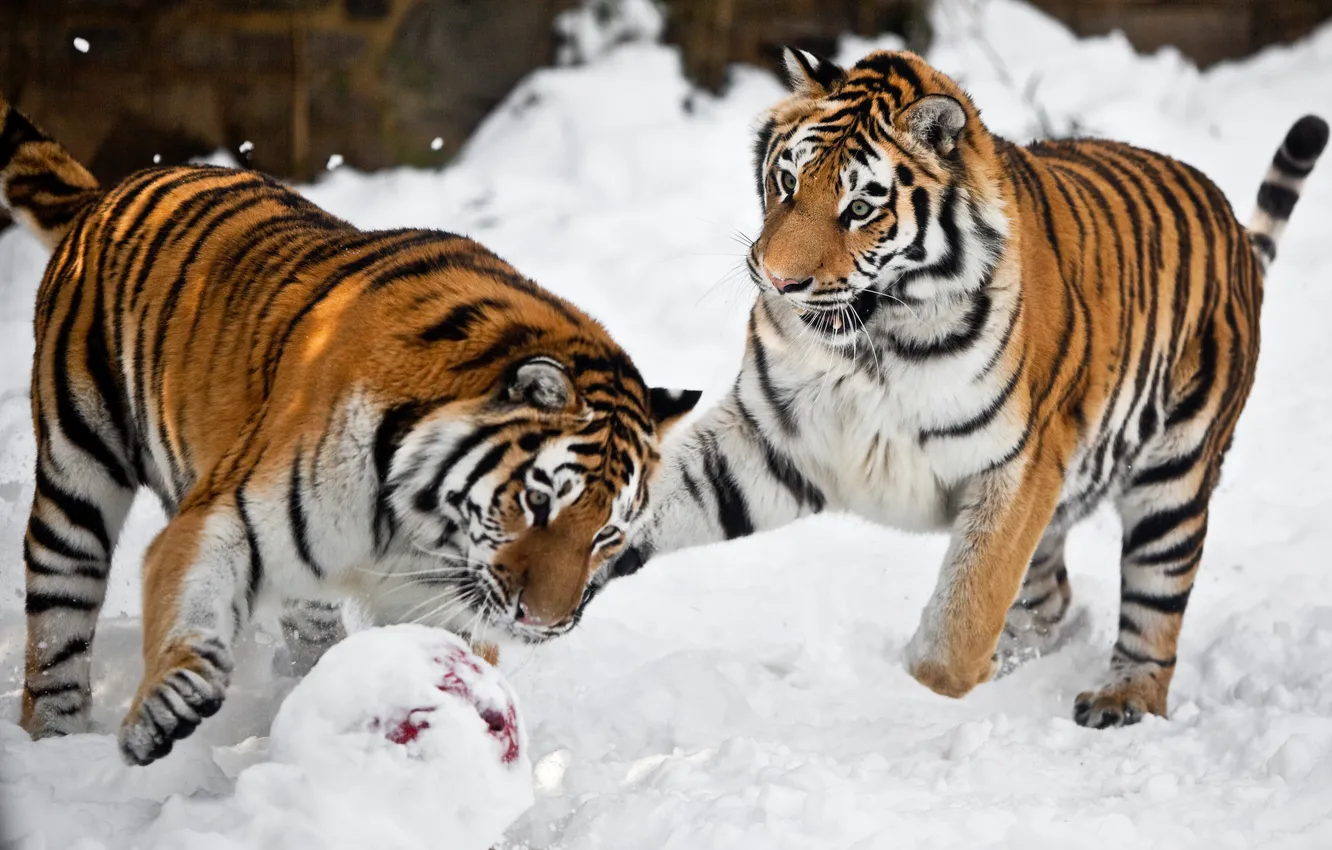 Photo wallpaper cat, snow, tiger, the game, the ball, pair, Amur