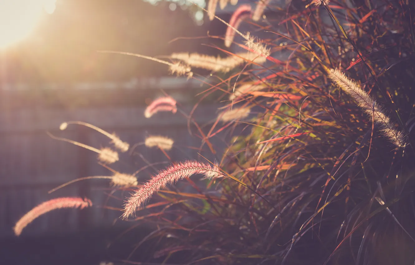 Photo wallpaper grass, the sun, spikelets