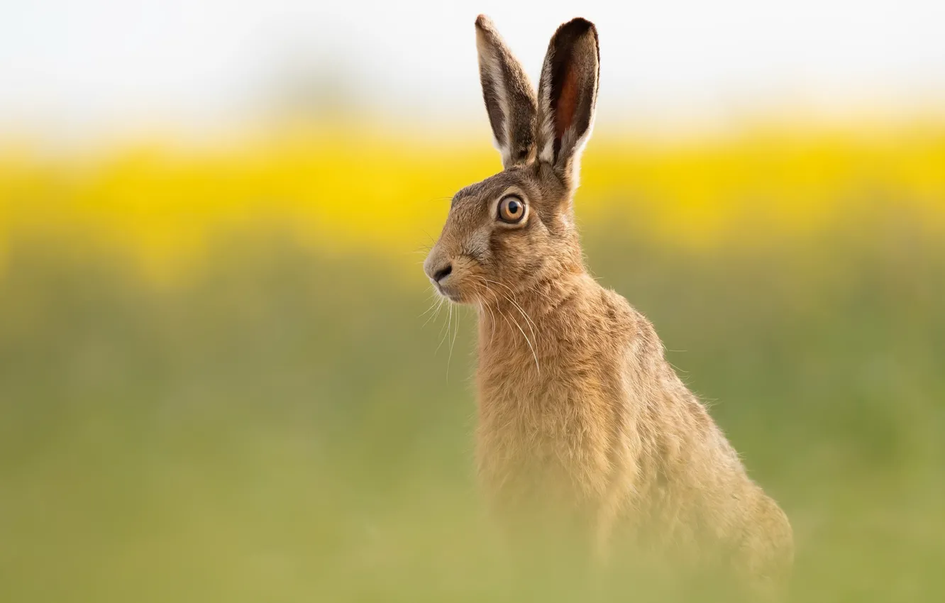 Photo wallpaper summer, nature, Brown Hare