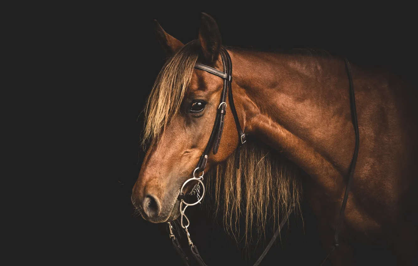 Photo wallpaper face, background, horse