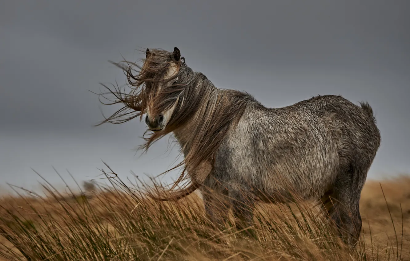Photo wallpaper field, horse, the wind
