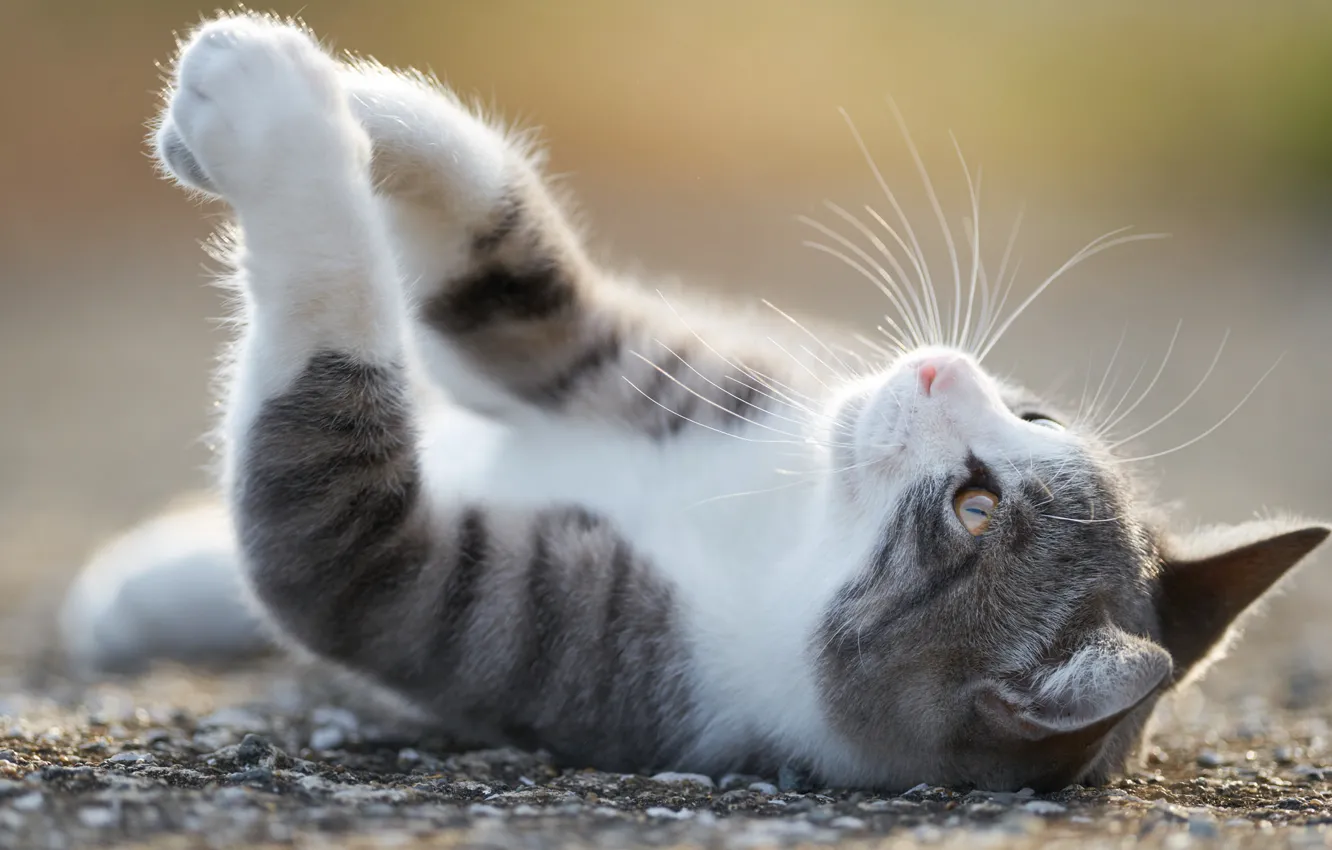 Photo wallpaper cat, cat, ideal, legs, lies