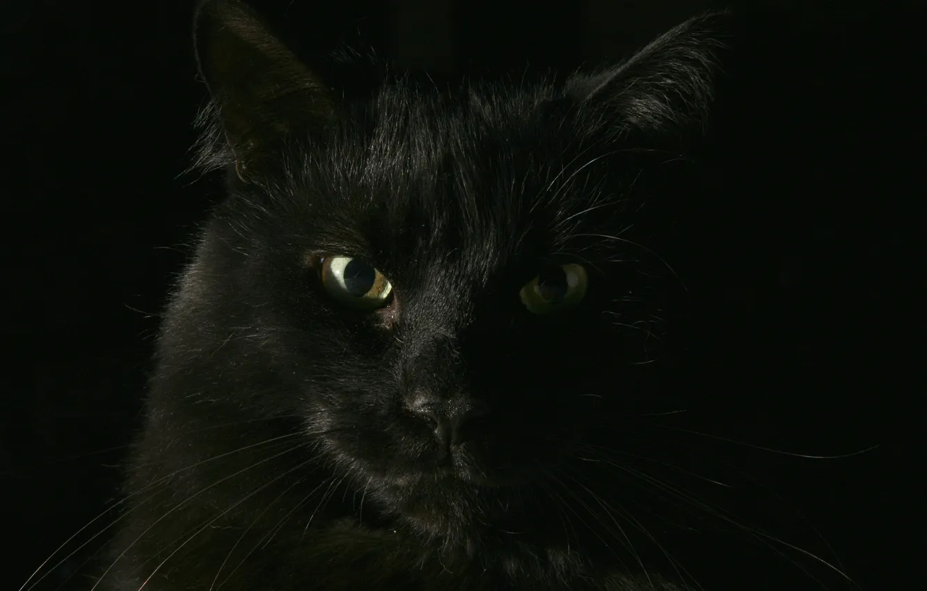 Photo wallpaper cat, black, Koshak