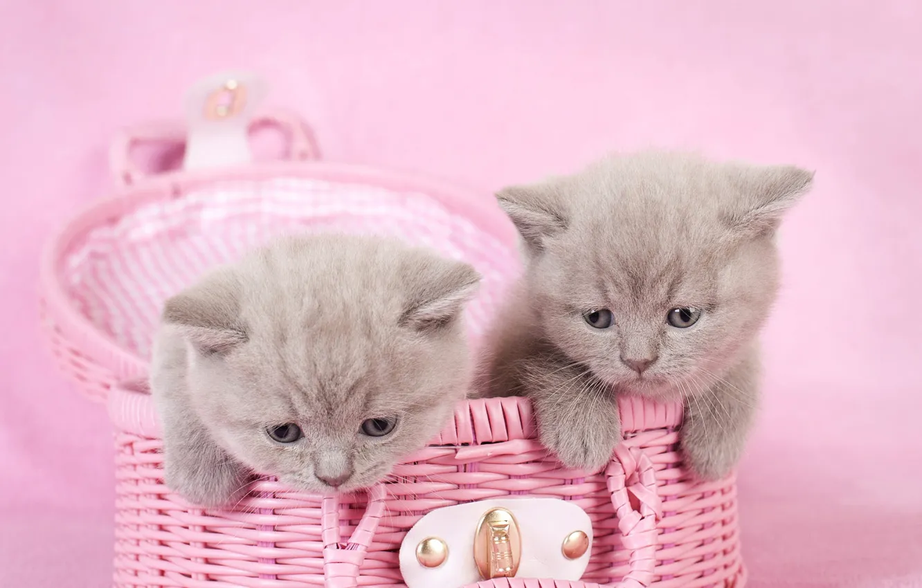 Photo wallpaper cat, grey, background, pink, kitty, face, a couple, basket
