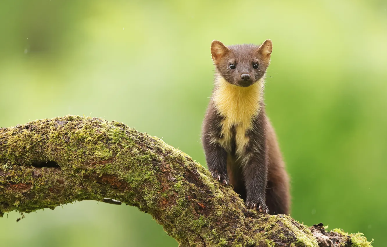 Photo wallpaper look, trees, pose, background, face, marten