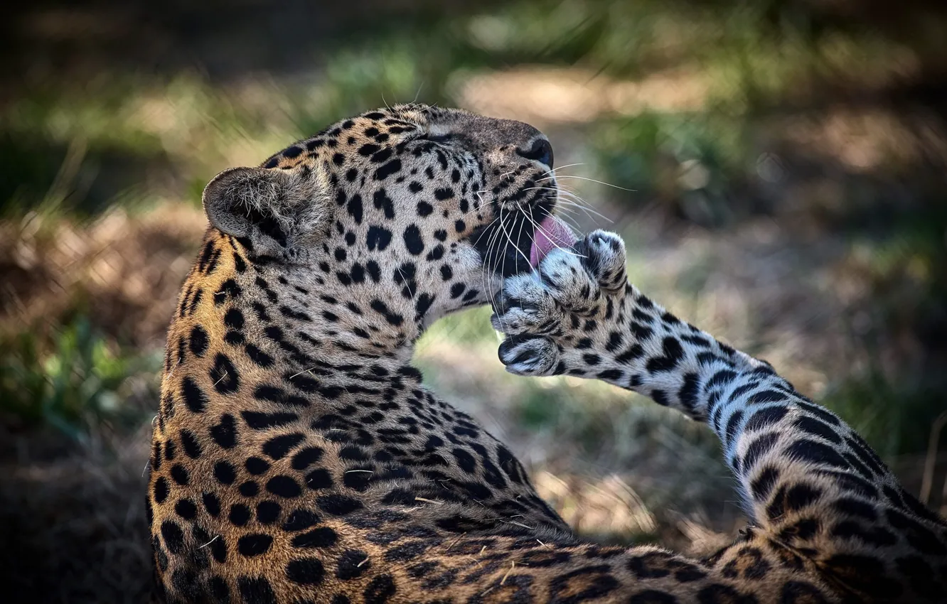Photo wallpaper pose, paw, predator, leopard, wild cat, washing