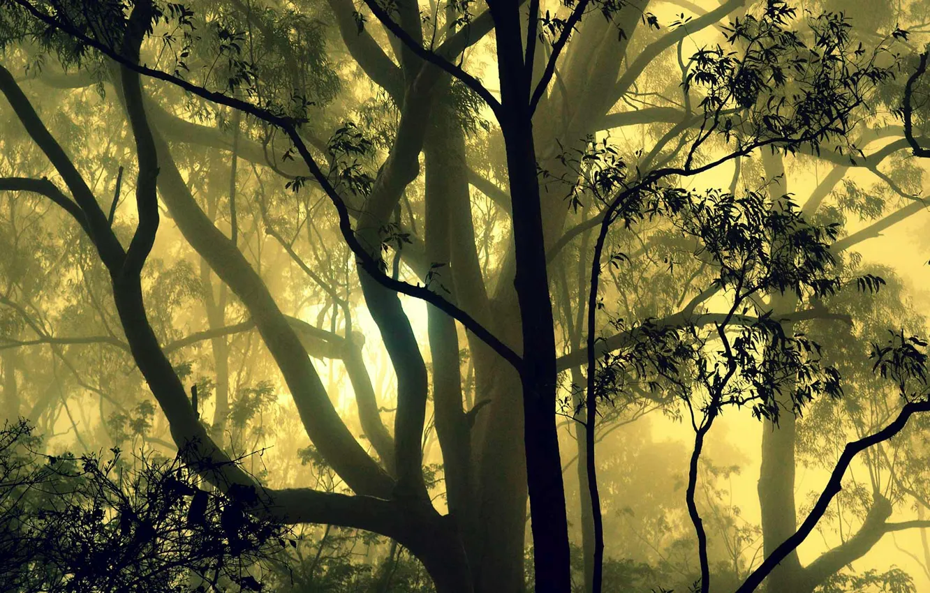 Photo wallpaper forest, trees, fog, India, Karnataka