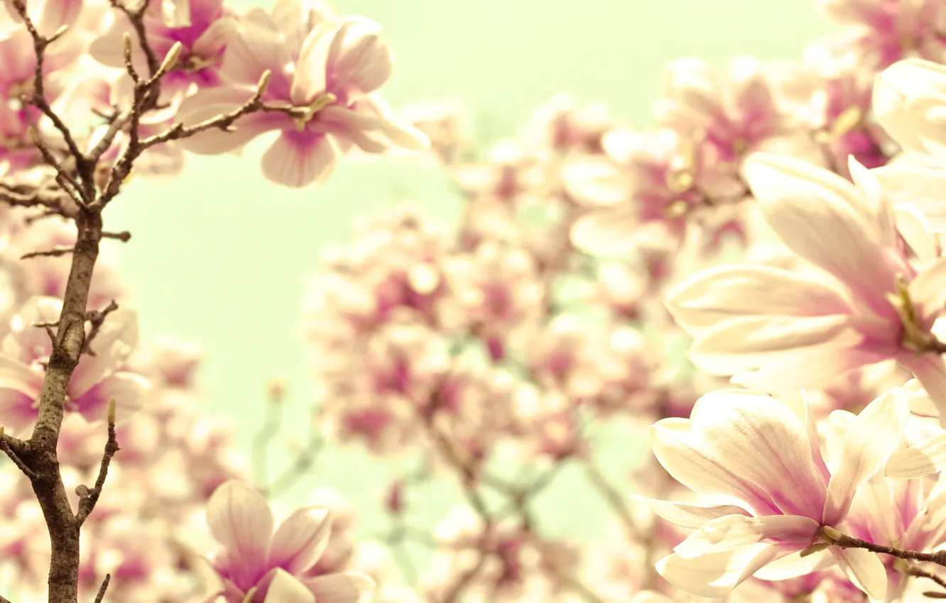 Photo wallpaper macro, flowers, nature, sprig, pink, tenderness, color, branch