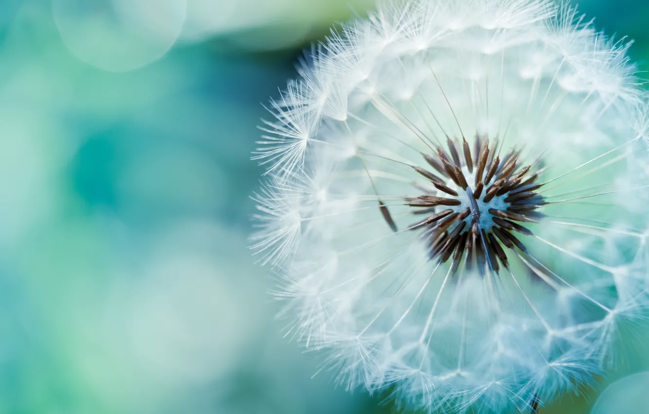Photo wallpaper macro, dandelion, air