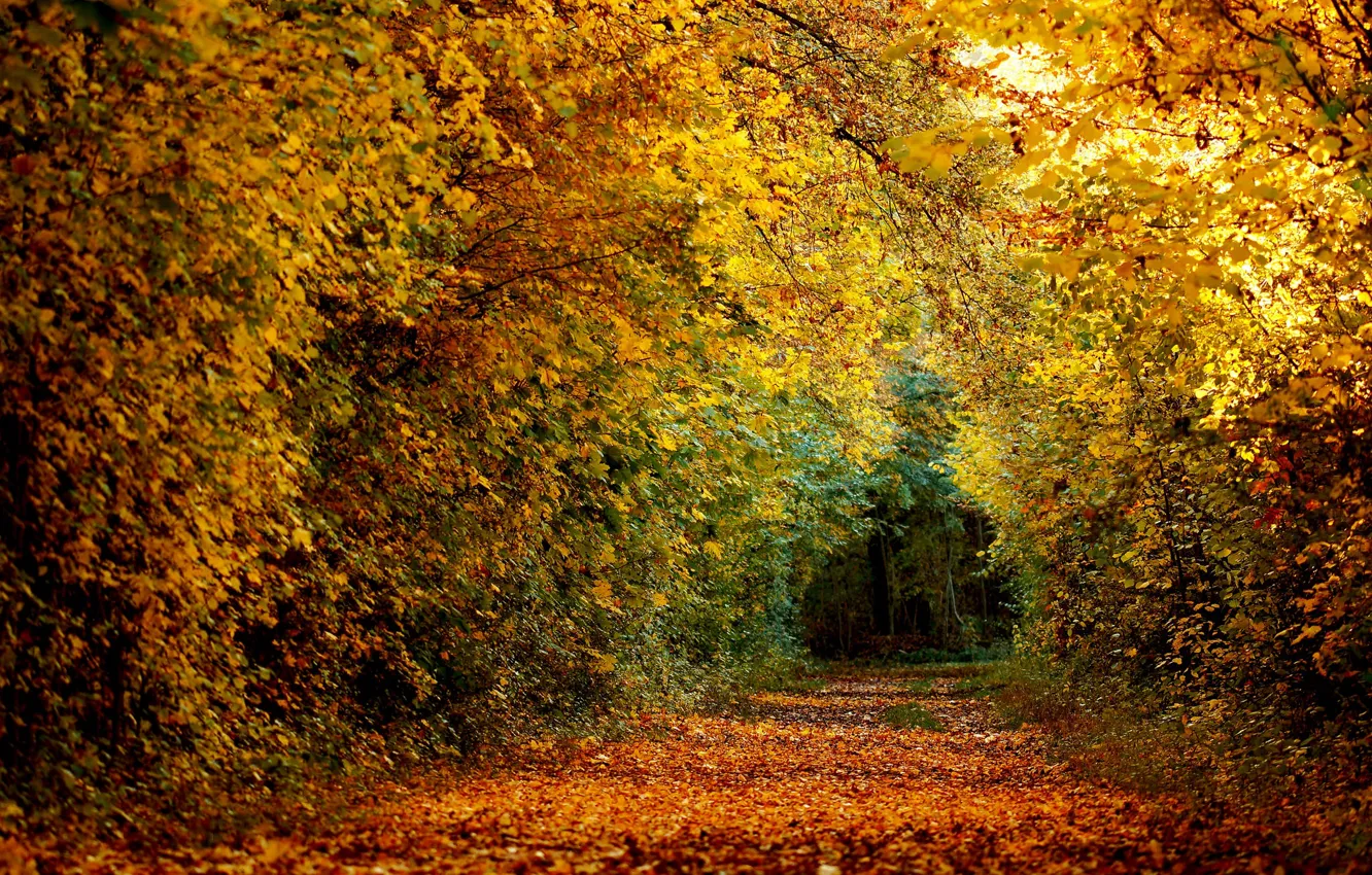 Photo wallpaper forest, nature, autumn, leaves, path