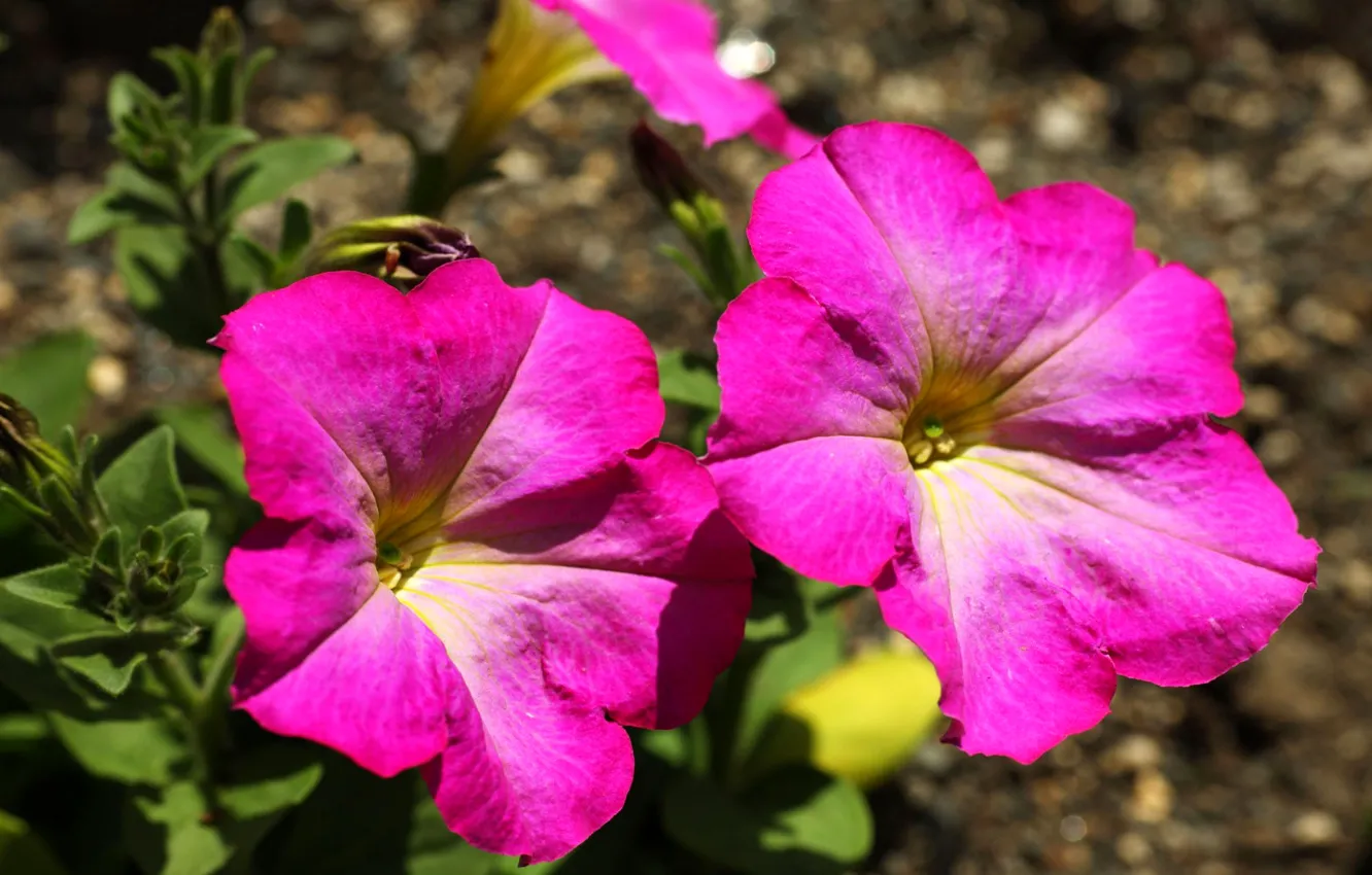 Photo wallpaper nature, petals, garden, meadow, flowerbed, Petunia