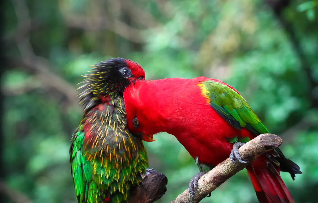 Photo wallpaper bird, paint, color, branch, feathers, parrot, pair