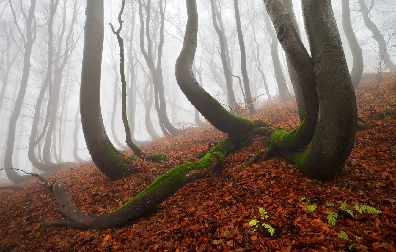 Photo wallpaper autumn, forest, trees, nature, fog, haze