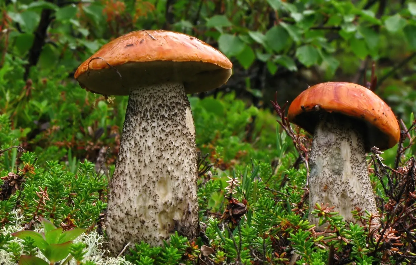 Photo wallpaper autumn, grass, nature, mushrooms
