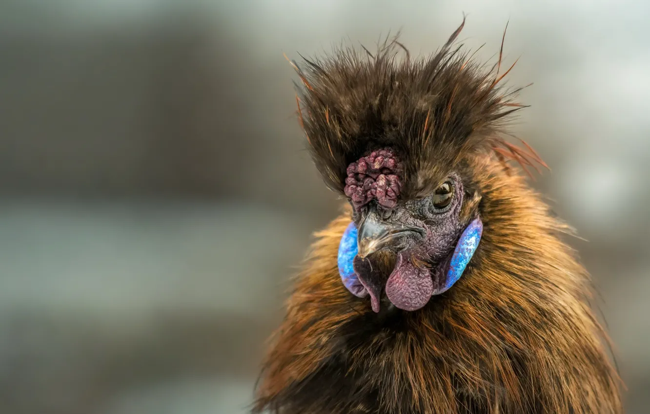 Photo wallpaper nature, background, bird