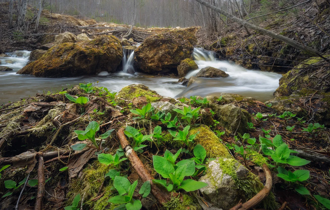 Photo wallpaper forest, river, plants, mosses