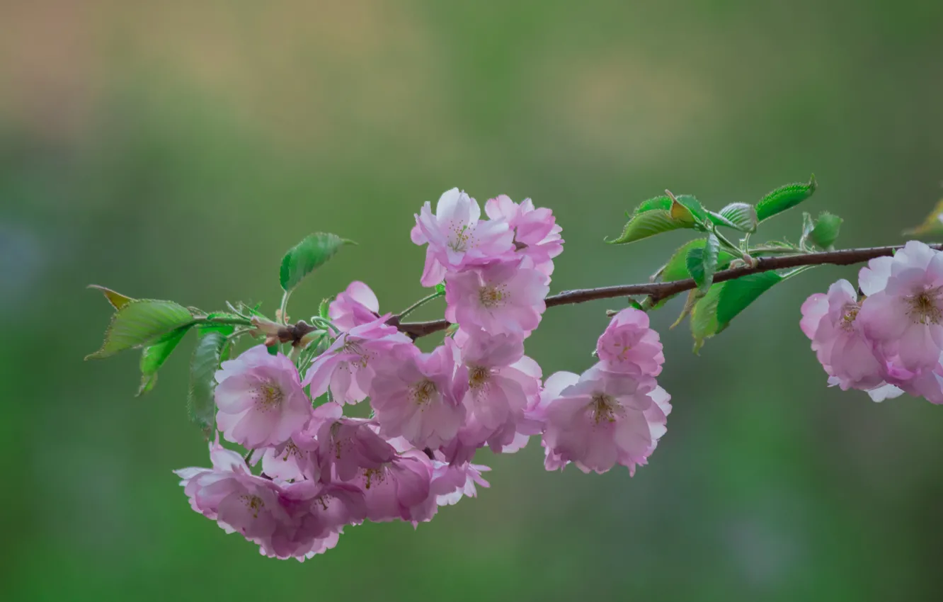 Photo wallpaper flowers, plant, spring, Japan, Sakura