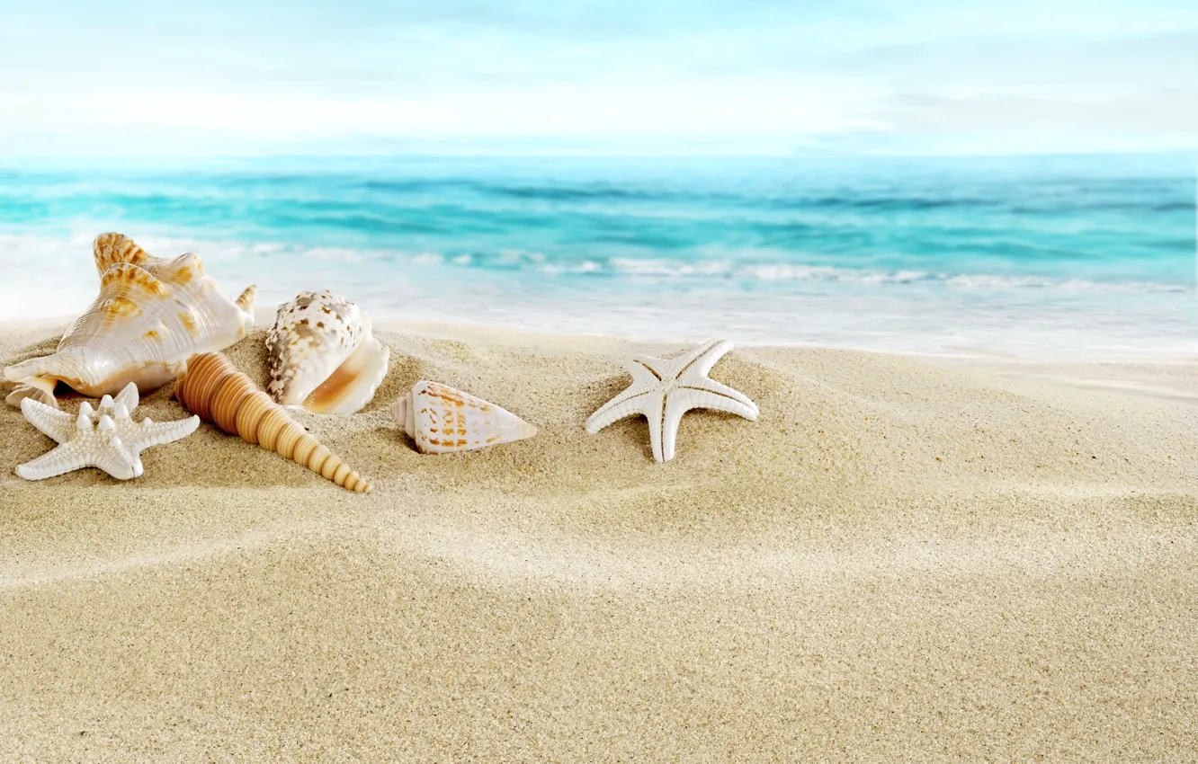 Photo wallpaper sand, sea, beach, shell, beach, sand, seashells
