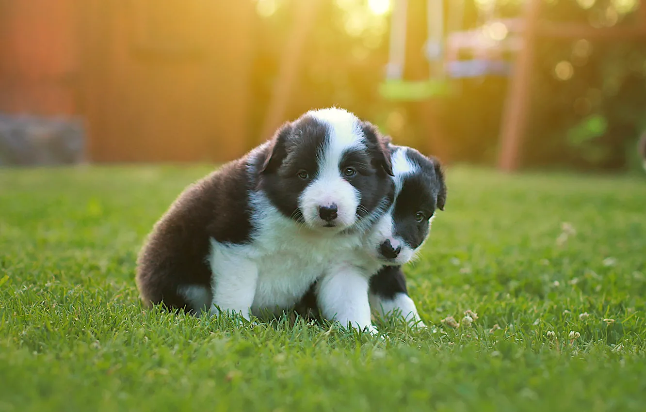 Photo wallpaper look, nature, glade, dog, baby, puppy, black and white, face