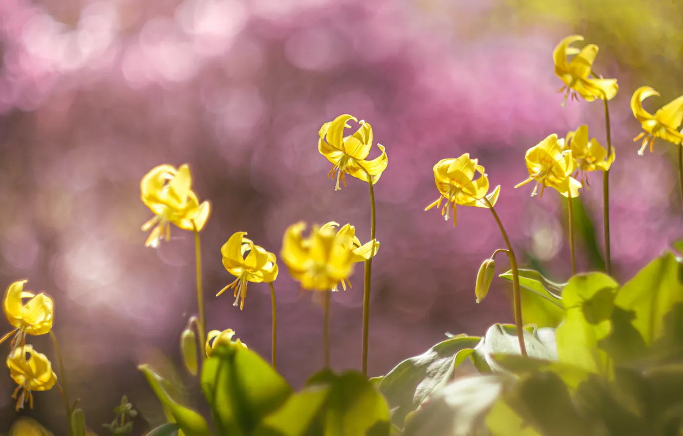 Photo wallpaper leaves, light, flowers, yellow, glade, spring, flowerbed, pink background