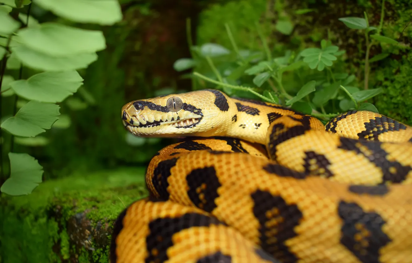 Photo wallpaper greens, look, yellow, nature, snake, Python, spotted