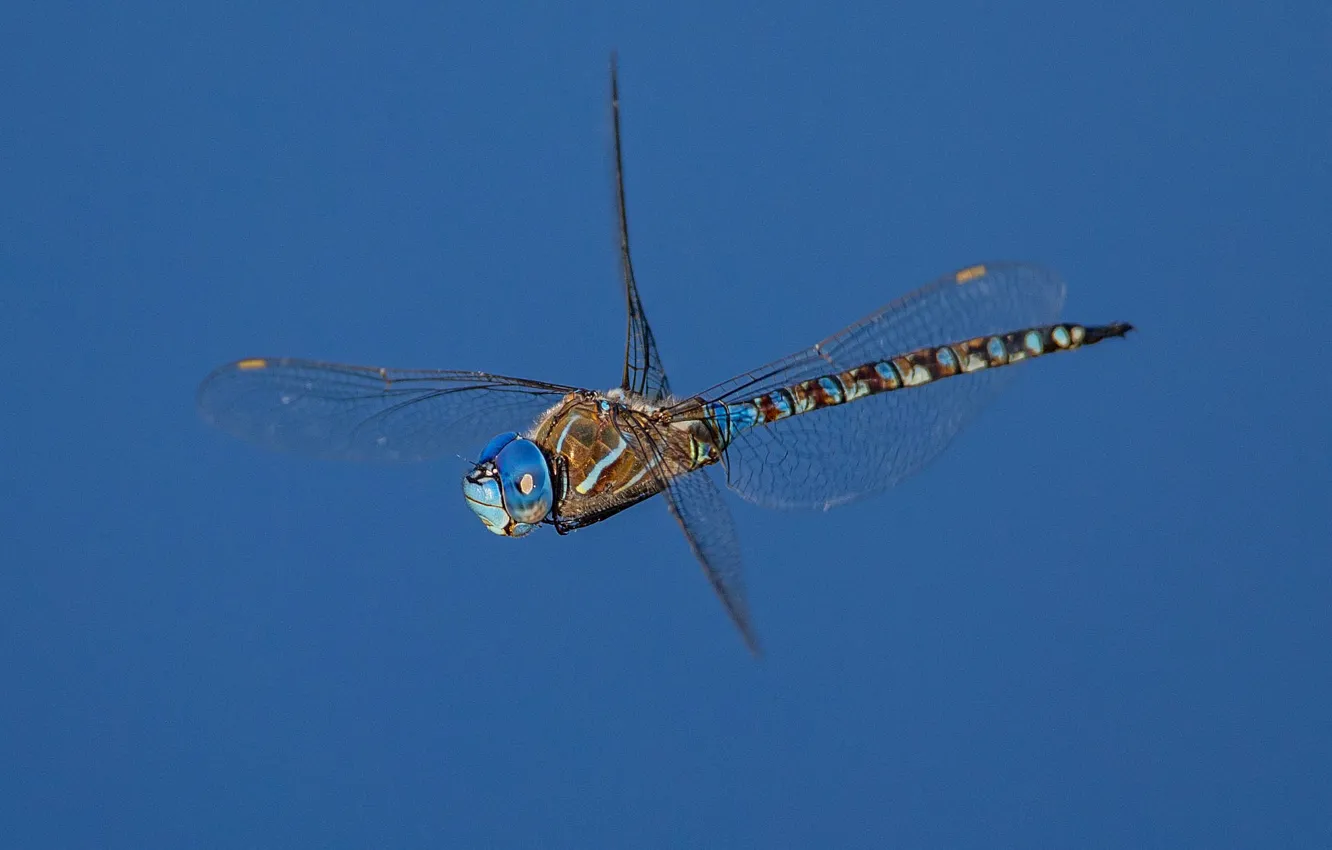 Photo wallpaper wings, dragonfly, insect, Rhionaeshna multicolor, Blue-eyed Darner