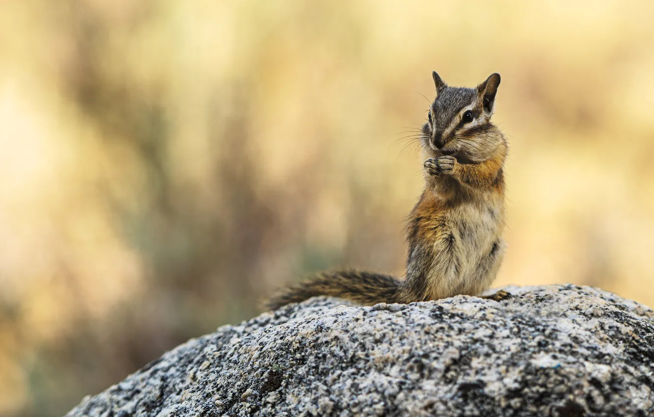 Photo wallpaper pose, stones, legs, Chipmunk, stand, bokeh, rodent