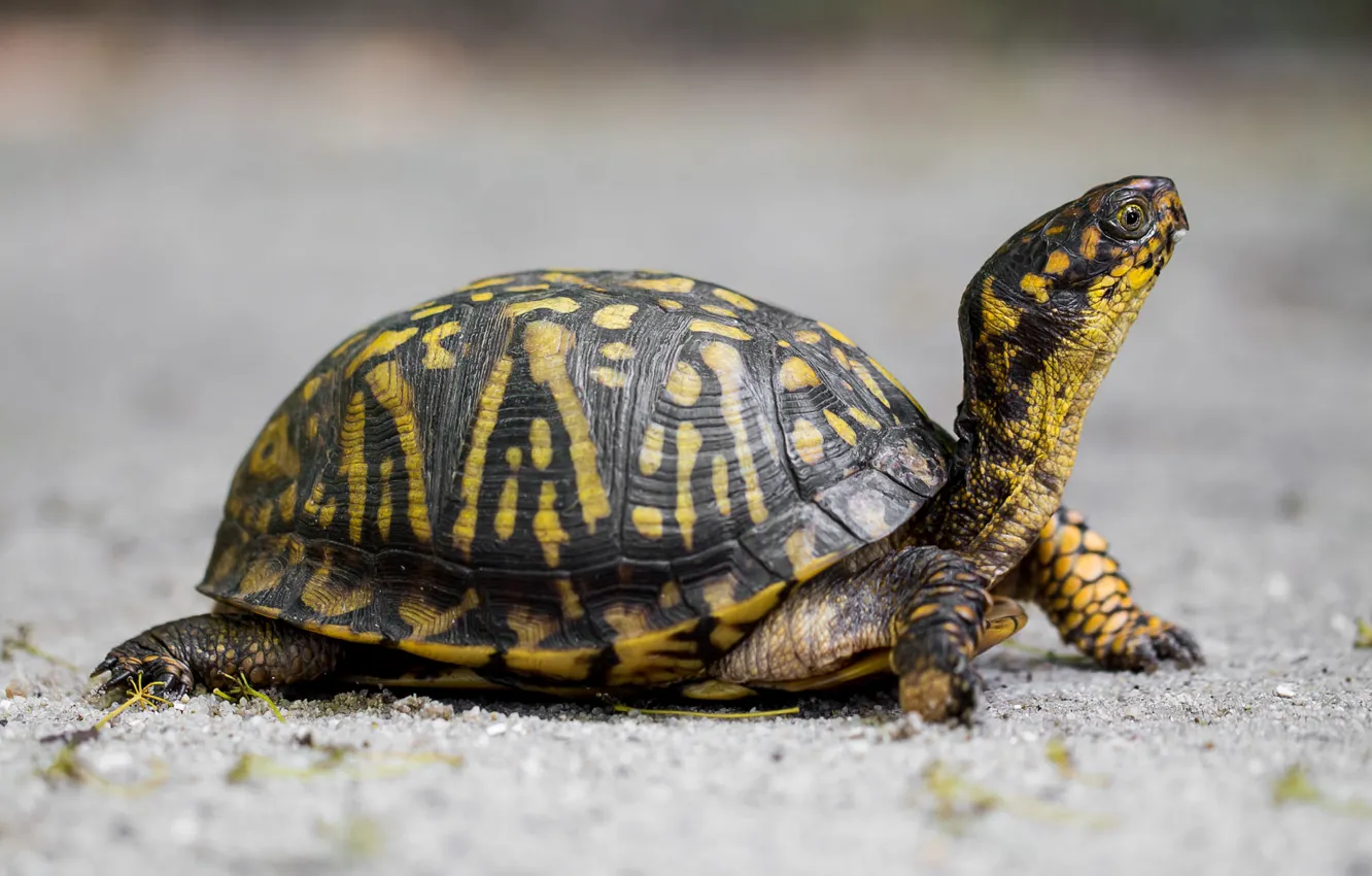 Wallpaper look, strips, nature, pattern, turtle, profile, grey ...