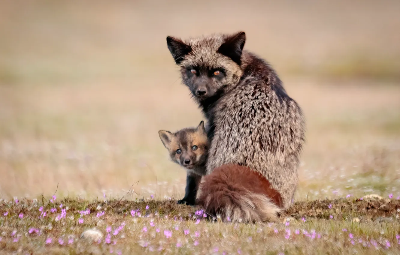 Photo wallpaper look, flowers, Fox, cub, bokeh, Fox, Silver Fox