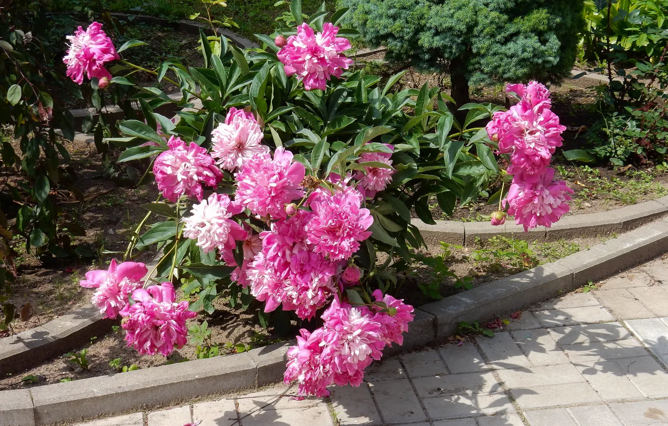 Photo wallpaper flowers, widescreen, Wallpaper, wallpaper, the bushes, widescreen, background, the Wallpapers