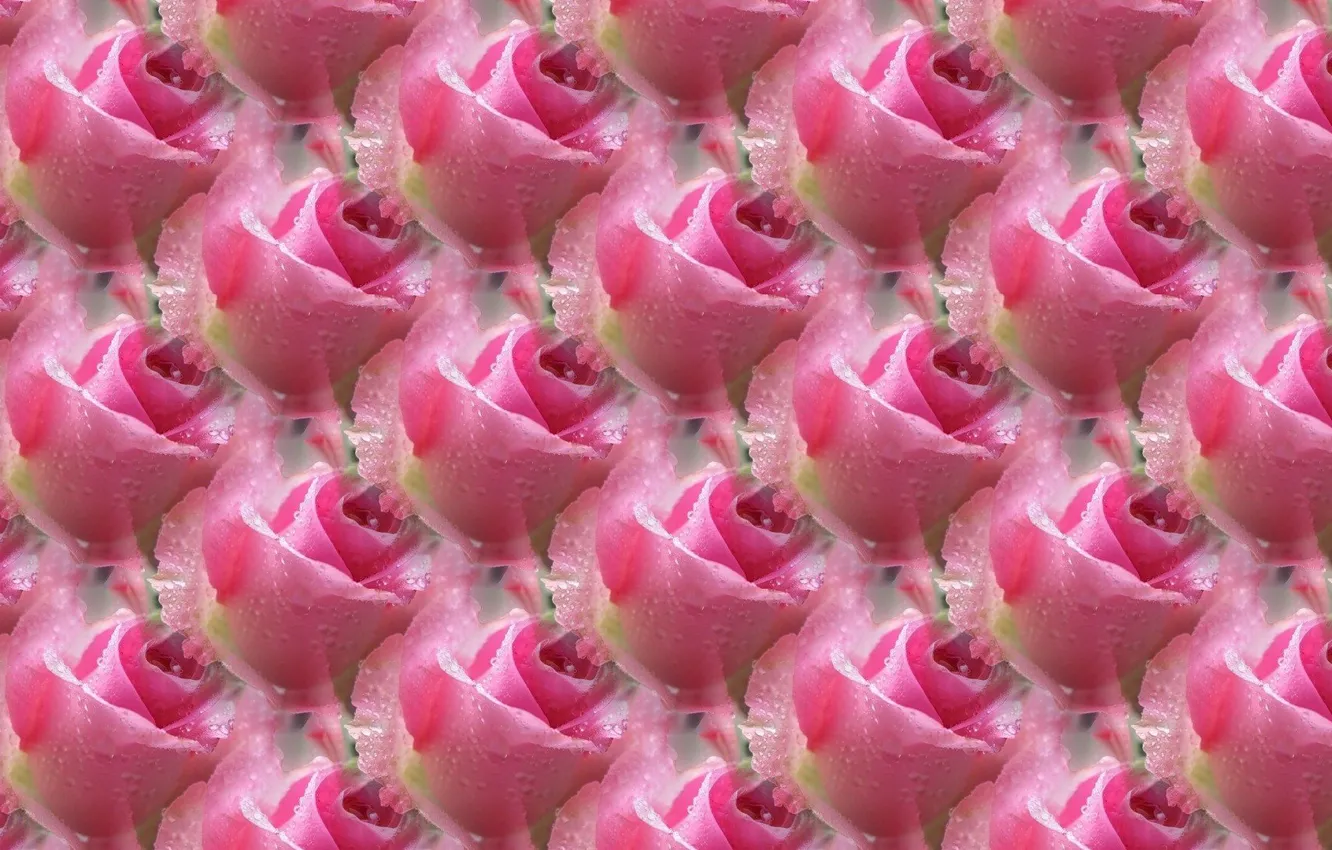 Photo wallpaper Rosa, background, rose, texture, pink rose